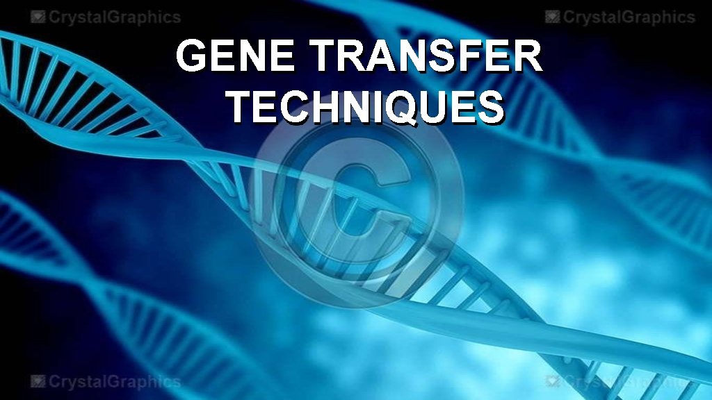 GENE TRANSFER TECHNIQUES 