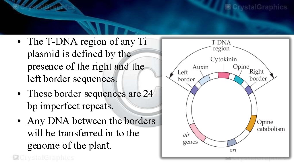  • The T-DNA region of any Ti plasmid is defined by the presence