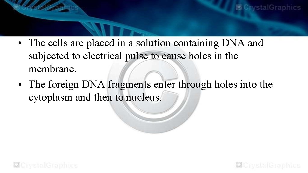  • The cells are placed in a solution containing DNA and subjected to