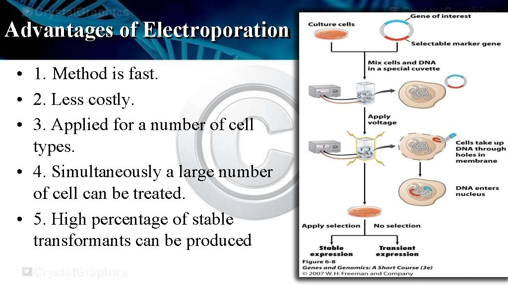 Advantages of Electroporation • 1. Method is fast. • 2. Less costly. • 3.