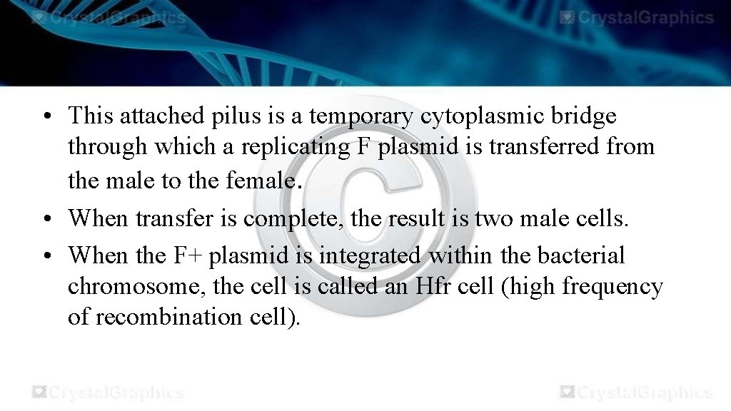  • This attached pilus is a temporary cytoplasmic bridge through which a replicating