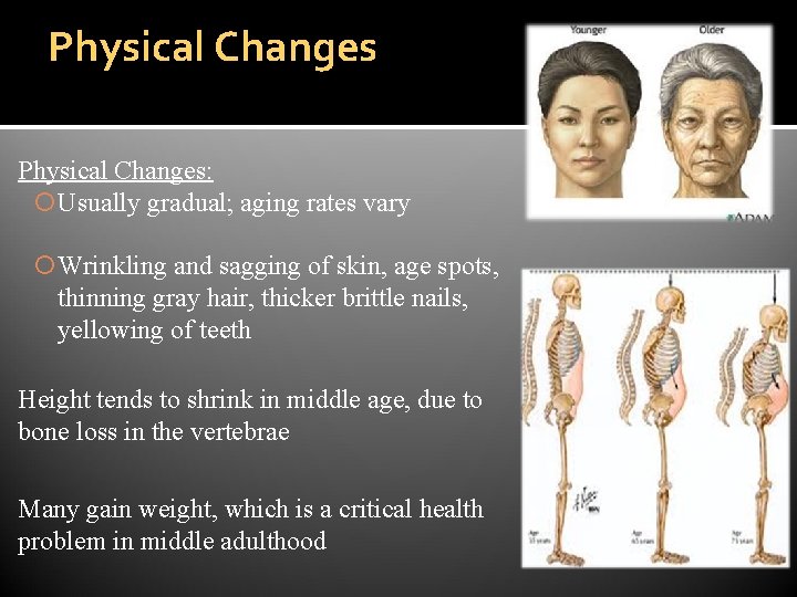 Physical Changes: Usually gradual; aging rates vary Wrinkling and sagging of skin, age spots,