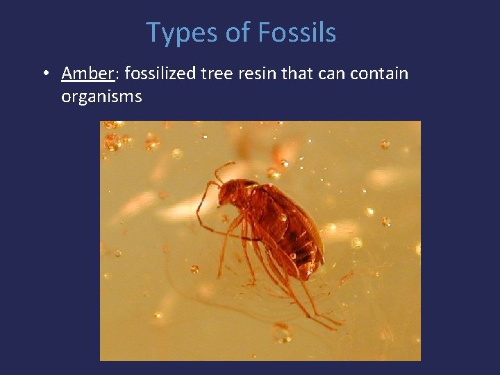 Types of Fossils • Amber: fossilized tree resin that can contain organisms 