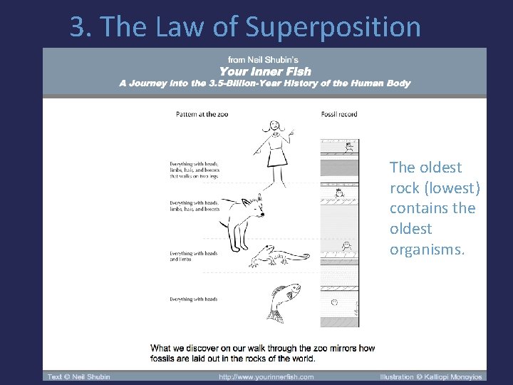 3. The Law of Superposition The oldest rock (lowest) contains the oldest organisms. 