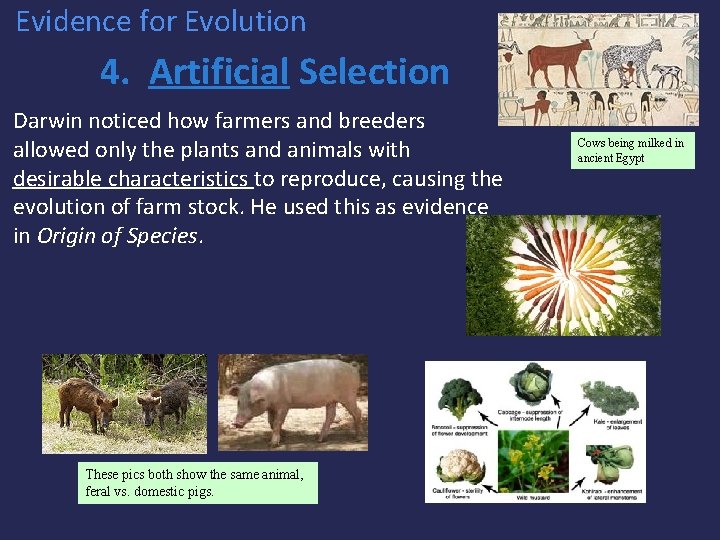 Evidence for Evolution 4. Artificial Selection Darwin noticed how farmers and breeders allowed only