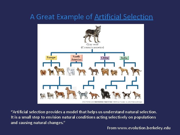 A Great Example of Artificial Selection “Artificial selection provides a model that helps us