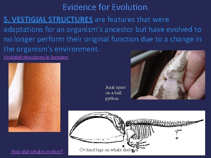 Evidence for Evolution 5. VESTIGIAL STRUCTURES are features that were adaptations for an organism’s