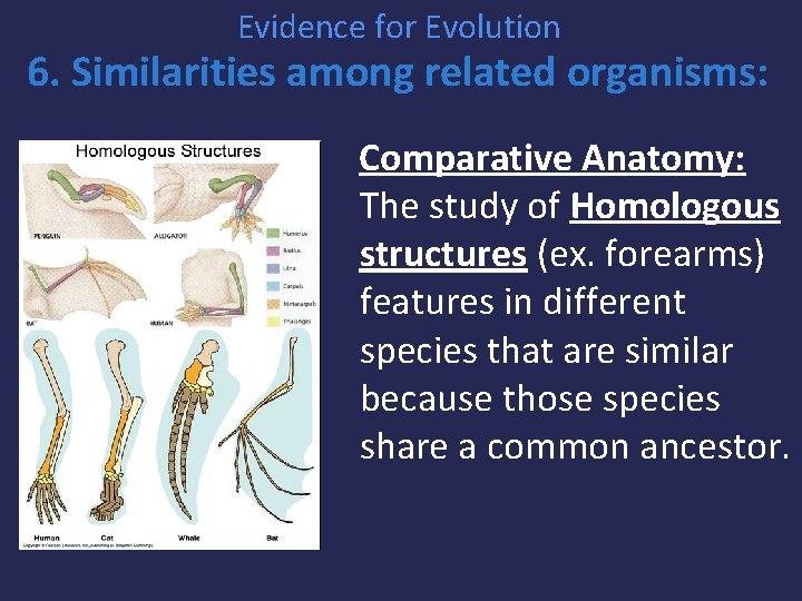 Evidence for Evolution 6. Similarities among related organisms: Comparative Anatomy: The study of Homologous