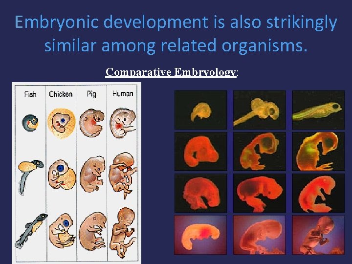Embryonic development is also strikingly similar among related organisms. Comparative Embryology: 