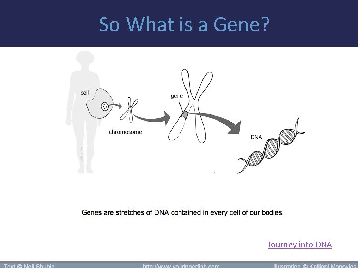 So What is a Gene? Journey into DNA 