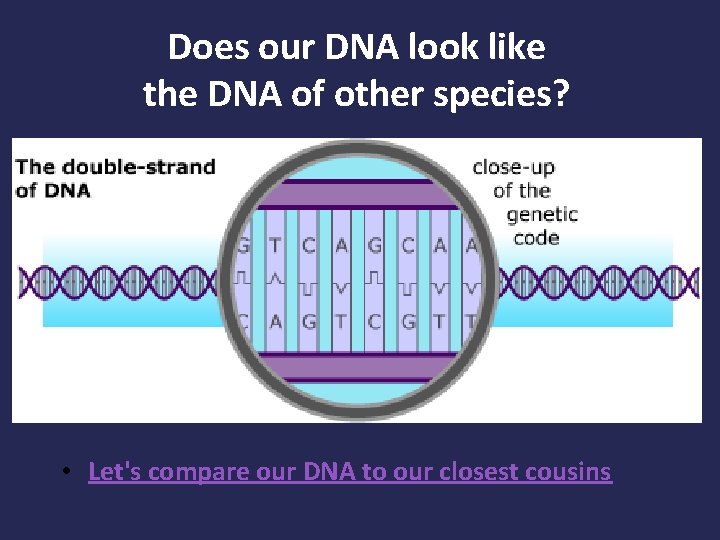 Does our DNA look like the DNA of other species? • Let's compare our