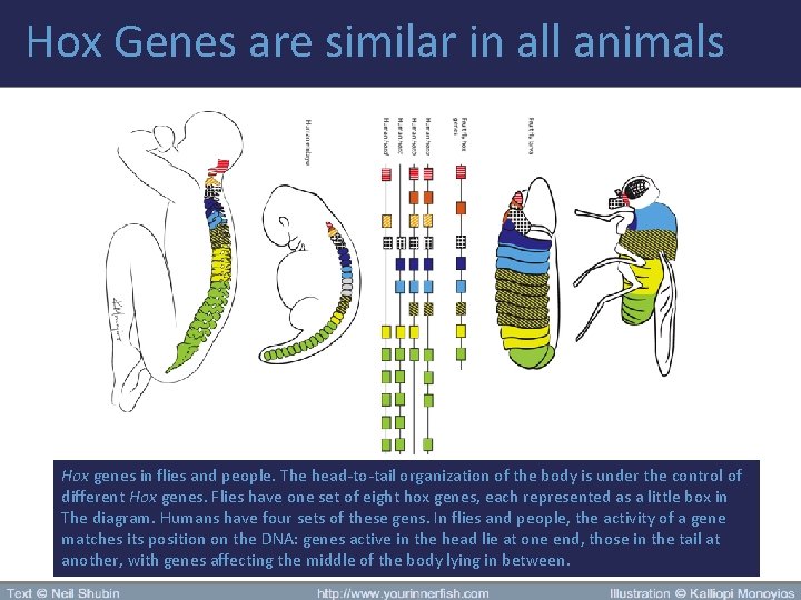 Hox Genes are similar in all animals Hox genes in flies and people. The