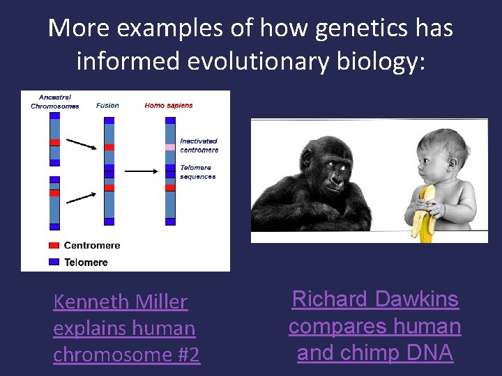 More examples of how genetics has informed evolutionary biology: Kenneth Miller explains human chromosome