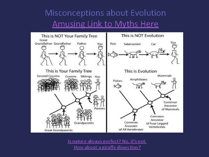 Misconceptions about Evolution Amusing Link to Myths Here Is nature always perfect? No, it's