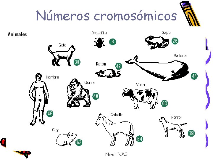 Números cromosómicos Srta. Débora Ruiz B. Nivel: NM 2 