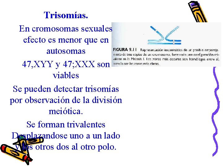Trisomías. En cromosomas sexuales efecto es menor que en autosomas 47, XYY y 47;