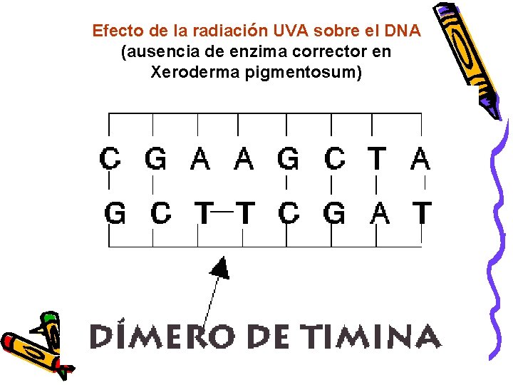 Efecto de la radiación UVA sobre el DNA (ausencia de enzima corrector en Xeroderma