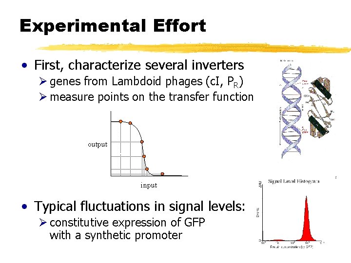 Experimental Effort • First, characterize several inverters Ø genes from Lambdoid phages (c. I,