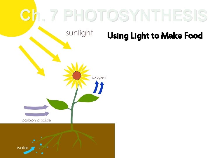 Ch. 7 PHOTOSYNTHESIS Using Light to Make Food 