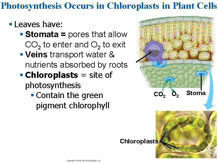 Photosynthesis Occurs in Chloroplasts in Plant Cells § Leaves have: § Stomata = pores