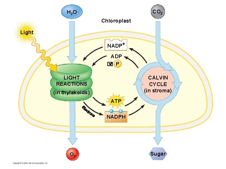 CO 2 H 2 O Chloroplast Light NADP+ ADP P LIGHT REACTIONS CALVIN CYCLE