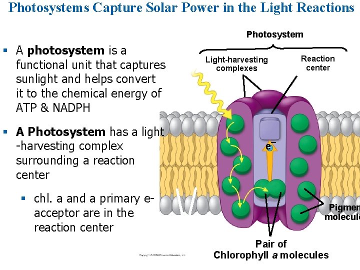 Photosystems Capture Solar Power in the Light Reactions Photosystem § A photosystem is a