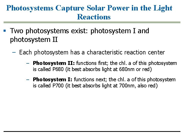 Photosystems Capture Solar Power in the Light Reactions § Two photosystems exist: photosystem I