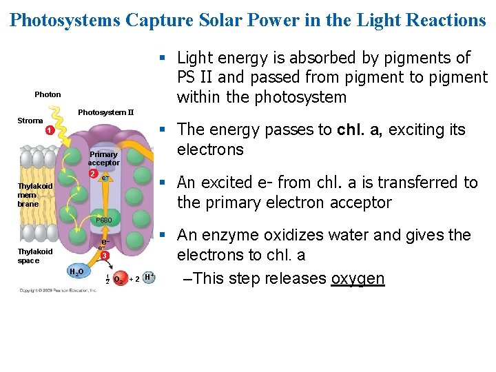 Photosystems Capture Solar Power in the Light Reactions § Light energy is absorbed by Photosystems Capture Solar Power in the Light Reactions § Light energy is absorbed by