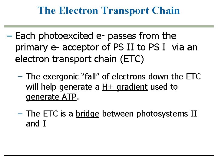 The Electron Transport Chain – Each photoexcited e- passes from the primary e- acceptor