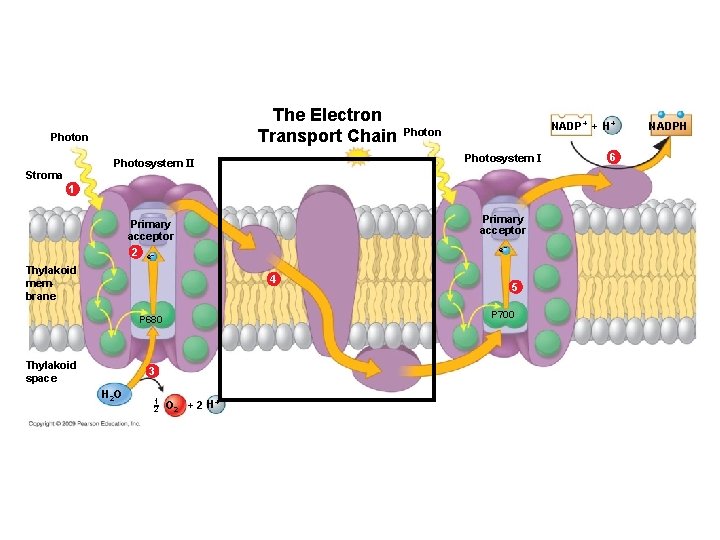 The Electron Transport Chain Photosystem II Stroma NADP+ + H+ Photon 1 Primary acceptor The Electron Transport Chain Photosystem II Stroma NADP+ + H+ Photon 1 Primary acceptor
