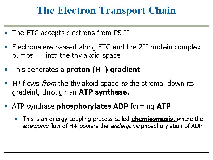 The Electron Transport Chain § The ETC accepts electrons from PS II § Electrons