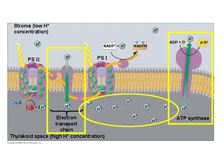 Stroma (low H+ concentration) H+ H+ PS II H 2 O 1 2 O