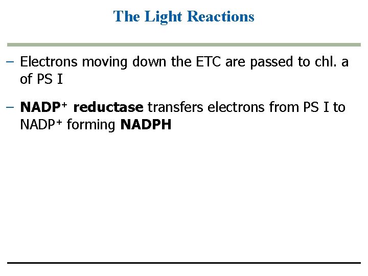 The Light Reactions – Electrons moving down the ETC are passed to chl. a