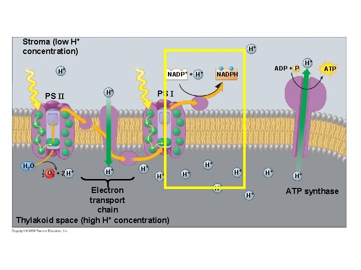 Stroma (low H+ concentration) H+ H+ PS II H 2 O 1 2 O