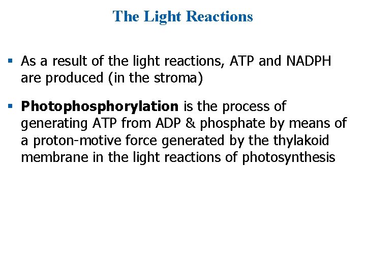 The Light Reactions § As a result of the light reactions, ATP and NADPH