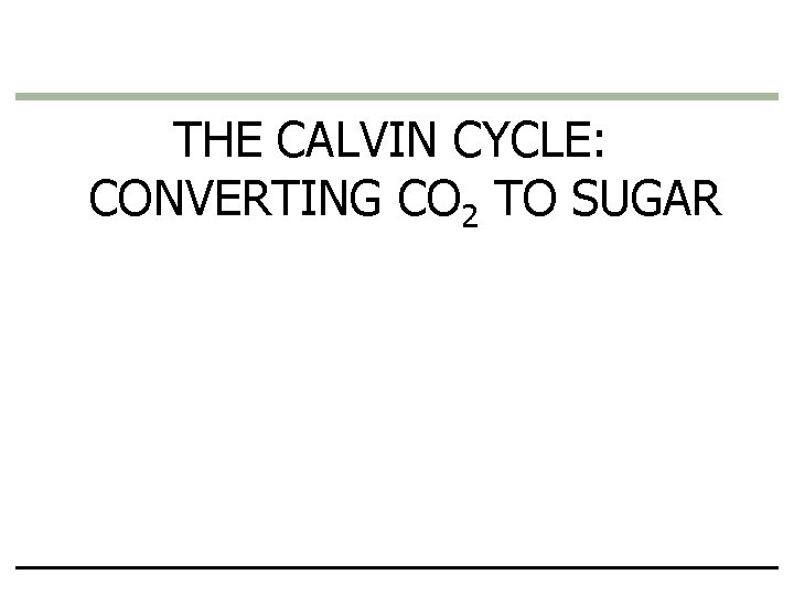 THE CALVIN CYCLE: CONVERTING CO 2 TO SUGAR 