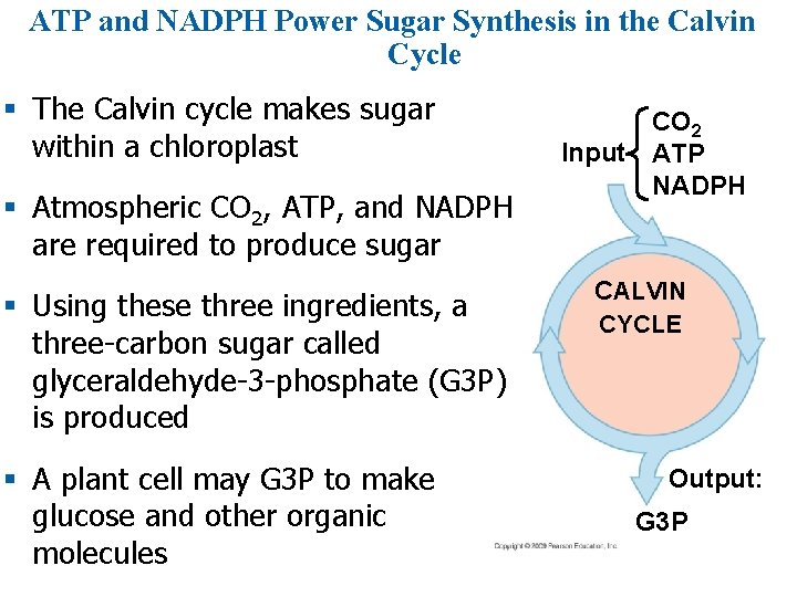 ATP and NADPH Power Sugar Synthesis in the Calvin Cycle § The Calvin cycle