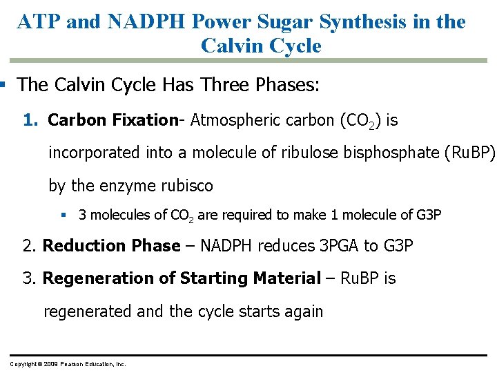 ATP and NADPH Power Sugar Synthesis in the Calvin Cycle § The Calvin Cycle