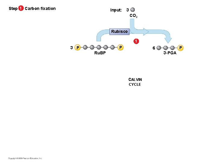 Step 1 Carbon fixation Input: 3 CO 2 Rubisco 1 P 3 P 6