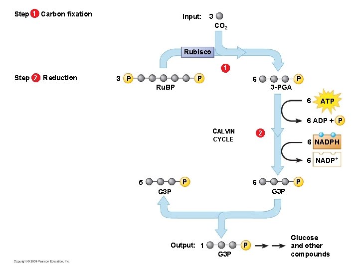 Step 1 Carbon fixation Input: 3 CO 2 Rubisco 1 Step 2 Reduction P