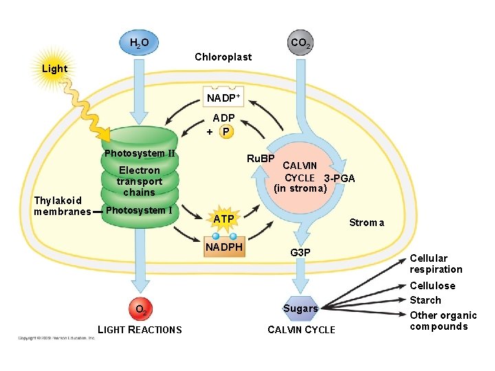 CO 2 H 2 O Chloroplast Light NADP+ ADP + P Photosystem II Thylakoid