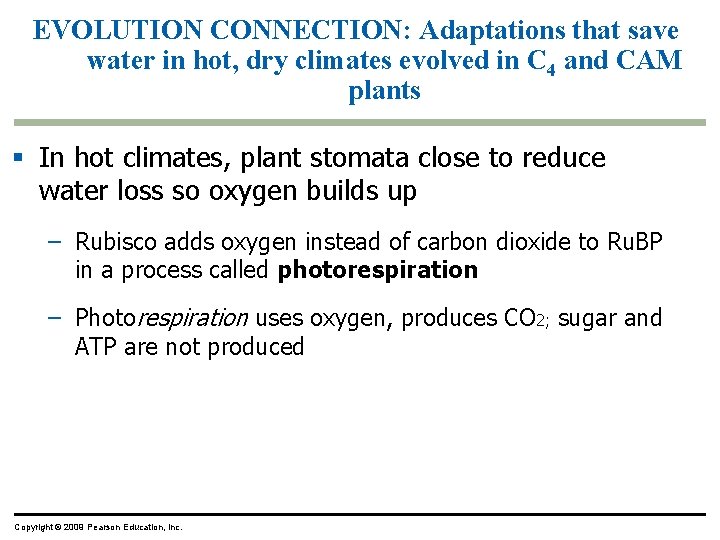 EVOLUTION CONNECTION: Adaptations that save water in hot, dry climates evolved in C 4