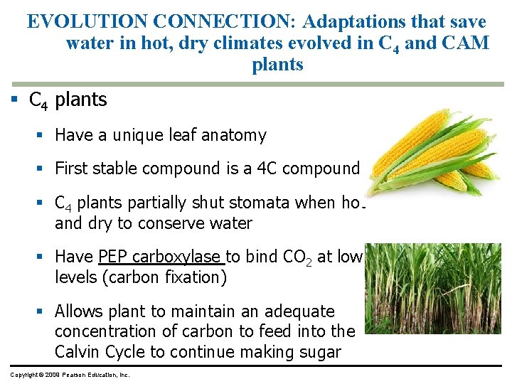 EVOLUTION CONNECTION: Adaptations that save water in hot, dry climates evolved in C 4 EVOLUTION CONNECTION: Adaptations that save water in hot, dry climates evolved in C 4