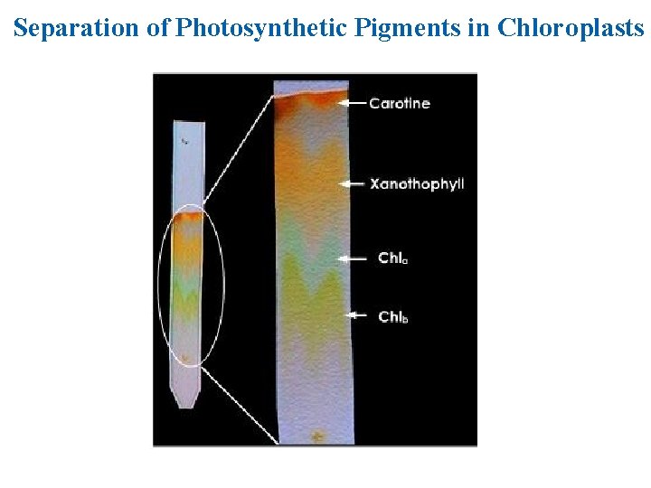 Separation of Photosynthetic Pigments in Chloroplasts 