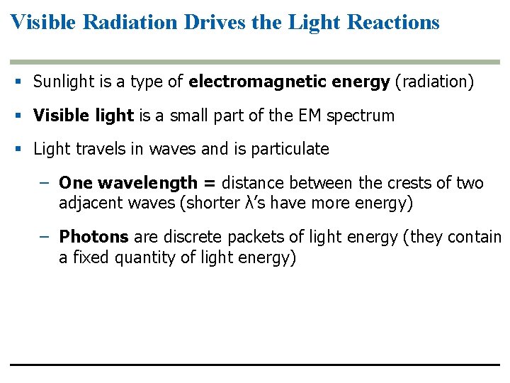 Visible Radiation Drives the Light Reactions § Sunlight is a type of electromagnetic energy