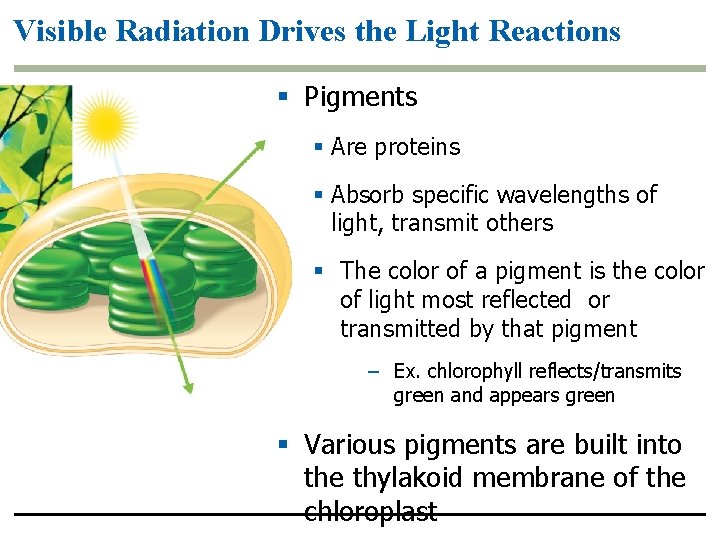 Visible Radiation Drives the Light Reactions § Pigments § Are proteins § Absorb specific Visible Radiation Drives the Light Reactions § Pigments § Are proteins § Absorb specific