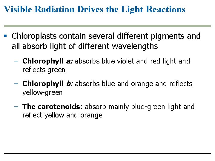 Visible Radiation Drives the Light Reactions § Chloroplasts contain several different pigments and all