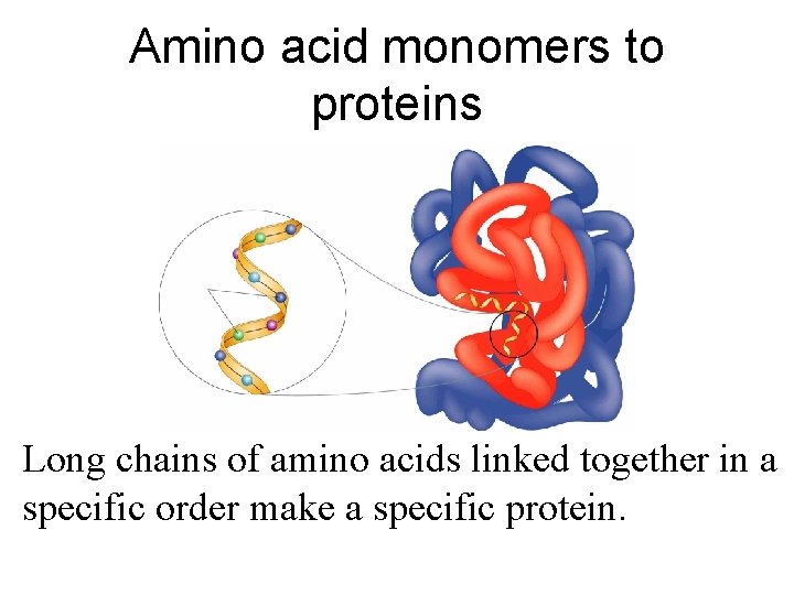 PROTEINS Amino acid monomers to proteins Long chains
