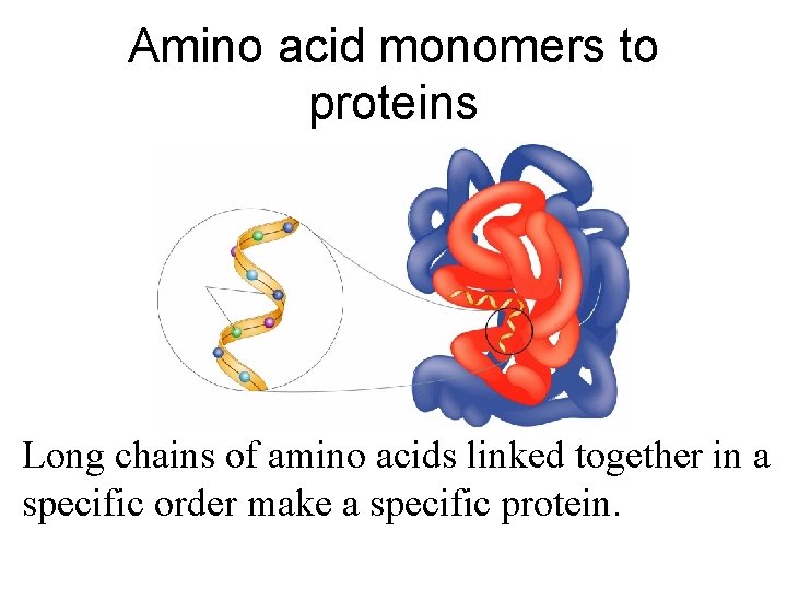 Amino acid monomers to proteins Long chains acids linked together in a Aminoof acidsamino