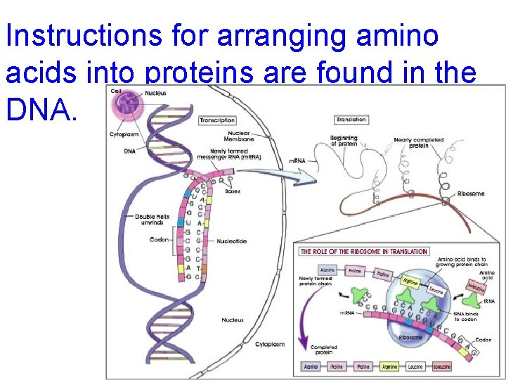 Instructions for arranging amino acids into proteins are found in the DNA. 